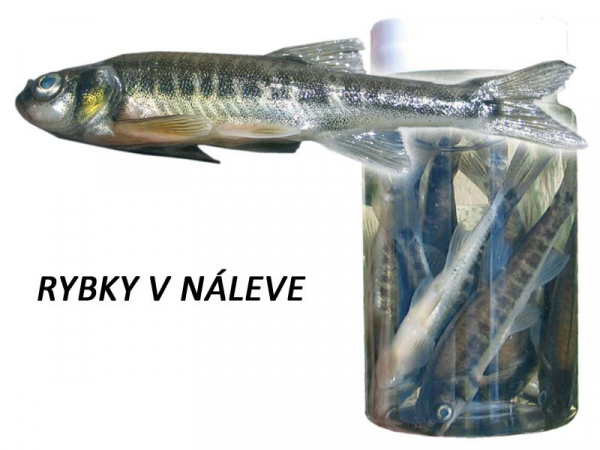 ČEREBLE V NÁLEVE