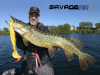 SAVAGE GEAR THE 3D HYBRID PIKE